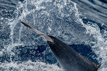 Dolphin medan hoppa i det djupa bl havet