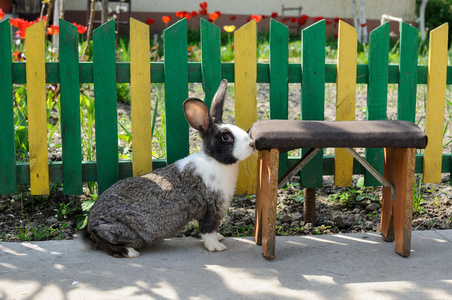 可爱的兔子对背景的黄色绿色栅栏和红色郁金香照片