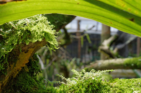 在花园里苔藓