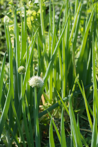 菠萝农场风光