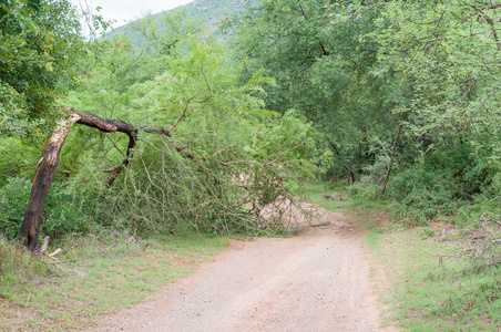 破碎的树挡住了 Baviaanskloof 的道路。