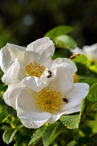 蜜蜂在花的野玫瑰
