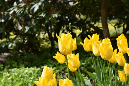 一朵明亮的黄色郁金香花在春天季节
