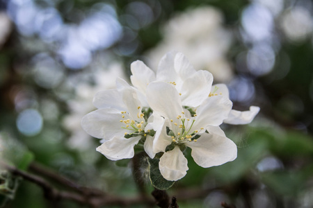 比尔尤莱沃莫斯科的苹果树开花