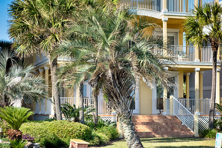 酒店门面前的棕榈树