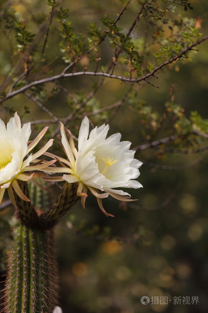 白trichocereusspachianus仙人掌花