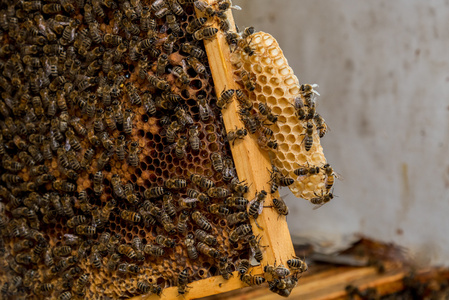 蜜蜂在蜂巢上工作