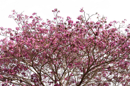 美丽绽放的 Tabebuia 太子参粉红色的花朵