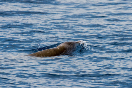 罕见鹅喙鲸豚剑 cavirostris
