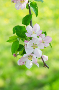 苹果树花