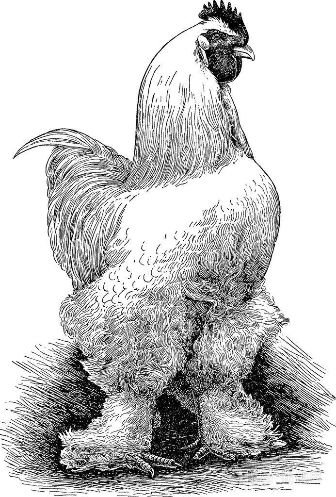2437*3600px发票合同问题/母鸡鸡公鸡复古画查看作者其他作品查看更