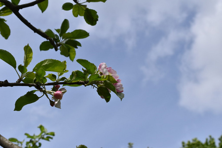 苹果树开花