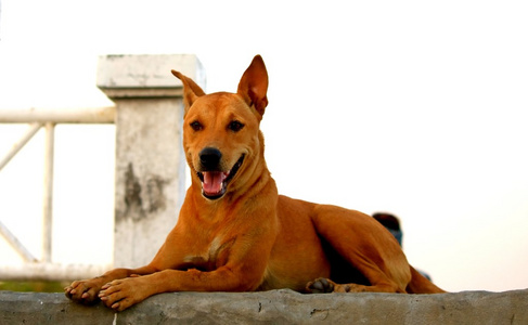 泰国脊背犬狗在情绪快乐