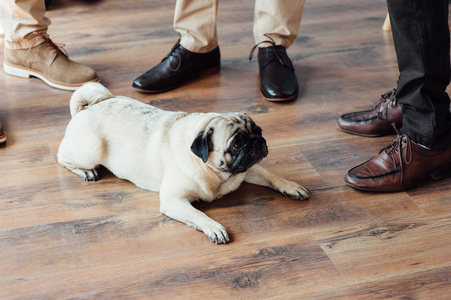 头晕的狗在木地板上看着相机的帕格照片