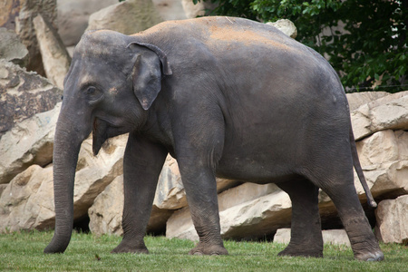 年轻的印度大象