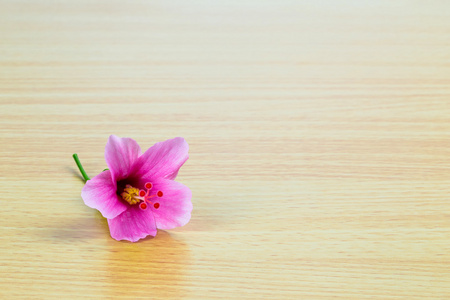 芙蓉罗莎中华花木制面板上