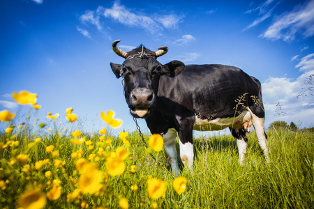 黑色和白色奶牛放牧的草地上