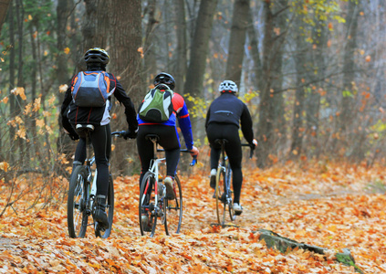 后视图的三个骑自行车的人骑马穿过秋天的森林