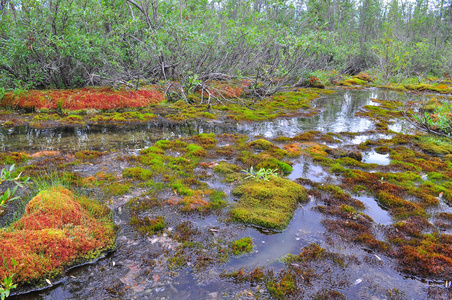 hummocks 上的溪流和苔藓