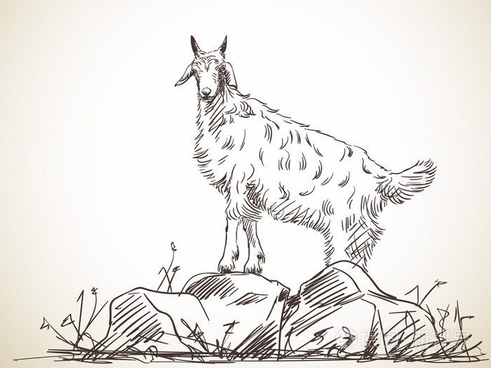 山羊站在岩石上的素描
