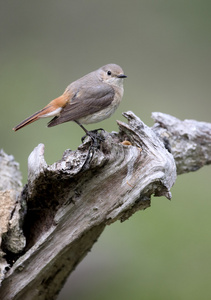 常见鸫，phoenicurus phoenicurus