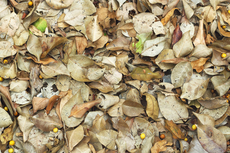 秋天的叶子在地上
