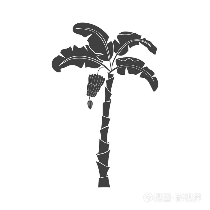 棕榈树的黑色剪影