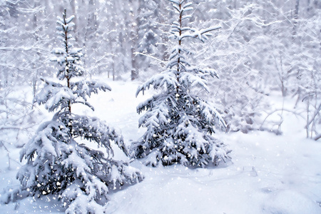 冬季景观。冰雪覆盖的树木