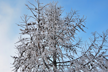 鄂木斯克地区冬季西伯利亚森林