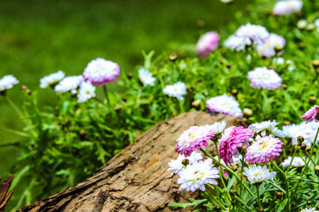 花的抽象背景。关闭