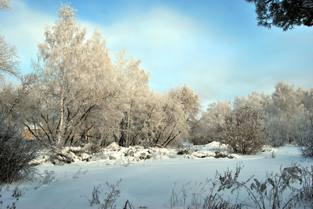 鄂木斯克地区冬季西伯利亚森林