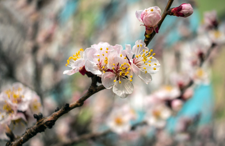 粉红色的花朵在背景特写。春天绽放树