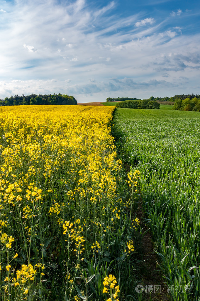 春季农村田野森林与蓝蓝的天空