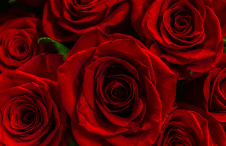 美丽的红玫瑰特写。背景。贺卡与芙蓉