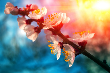 粉红色的花朵在蓝色背景特写。春天绽放树