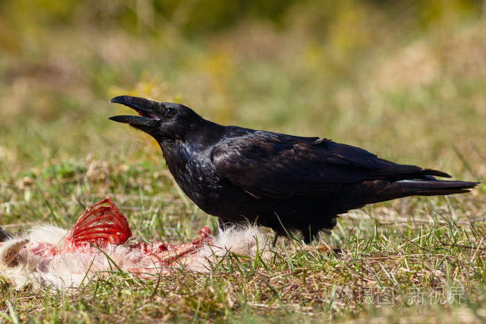 乌鸦吃他的猎物goatling