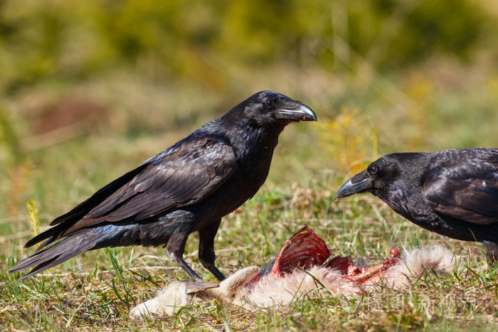 乌鸦吃猎物goatling
