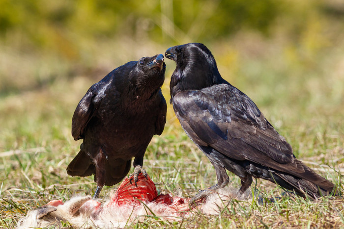 乌鸦吃猎物goatling