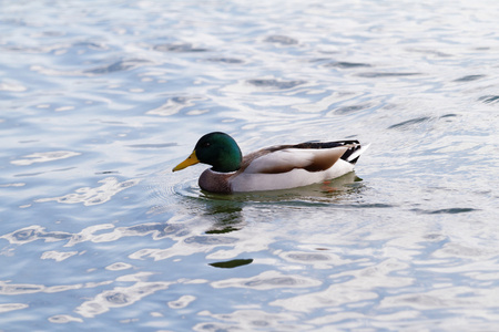 湖中的绿头鸭的照片