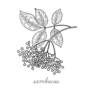 治疗接骨木果图片