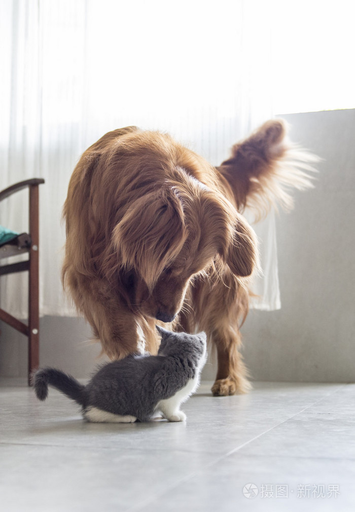 英国短毛猫小猫和金毛