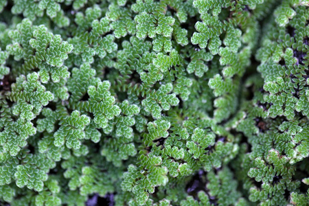 满江红水蕨类植物, 满江红 sp照片