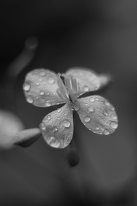 野生的草甸花照片