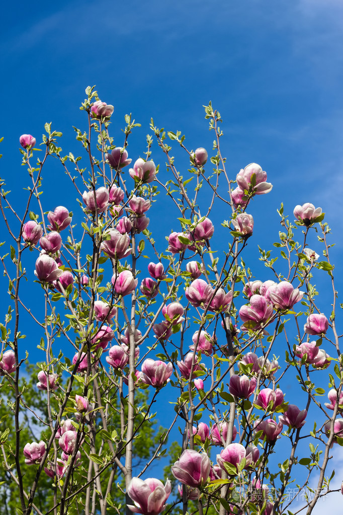 玉兰树在春天的花朵