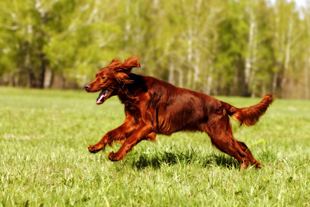 狗爱尔兰塞特犬运行