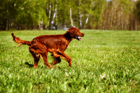 狗爱尔兰塞特犬运行