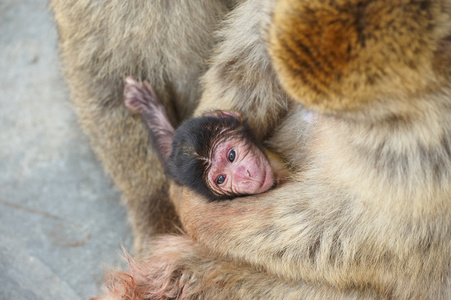 宝贝猕猴和他的体贴母亲岩婴儿猕猴和他妈妈直布罗陀，欧州选址