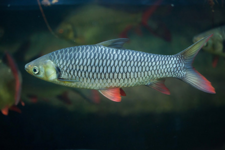 毛的猪亚洲巨龟(曼努里亚·埃米斯)马来西亚太阳熊(马来西亚蕨类植物)