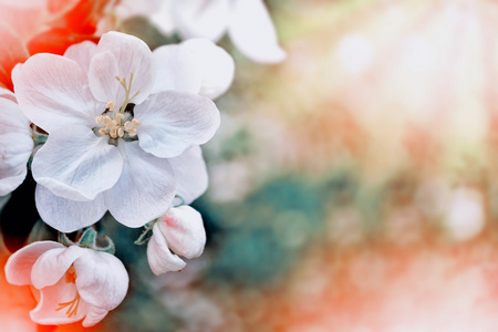 春景。苹果棵开花的树。春天开花的花园