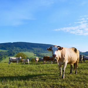 牛在字段中。犊牛在山上放牧在夏天的美丽景观。捷克共和国白喀尔巴阡欧洲